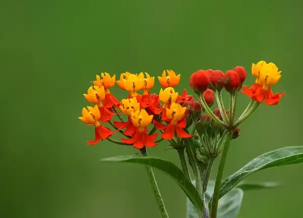 Photo of Asclepias curassavica - :Pablo Leautaud