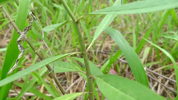 Photo of Asclepias curassavica - :Anita Gould