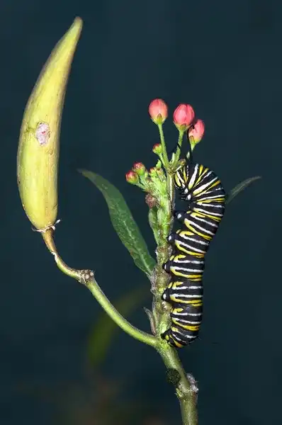 Photo of Asclepias curassavica - :Samuel