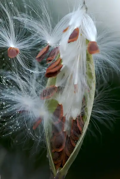 Photo of Asclepias curassavica - :Ronnie Pittman
