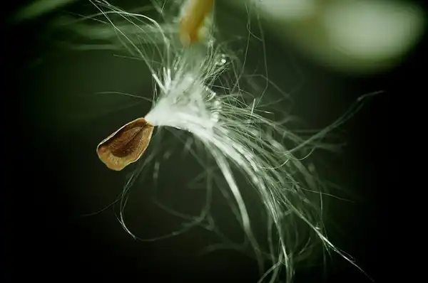 Photo of Asclepias curassavica - :Samuel
