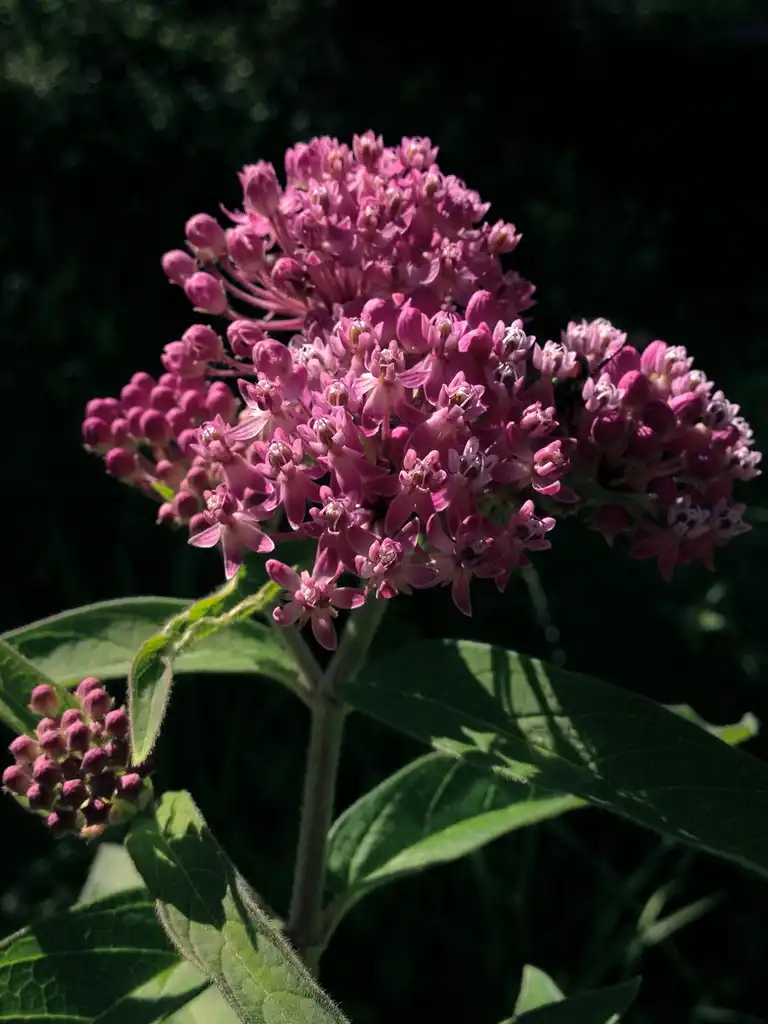 Foto de Asclepias incarnata subsp. pulchra (Asclepias incarnata subsp. pulchras)