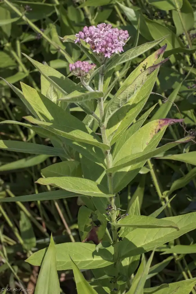 Foto de Asclepias incarnata subsp. pulchra (Asclepias incarnata subsp. pulchras)