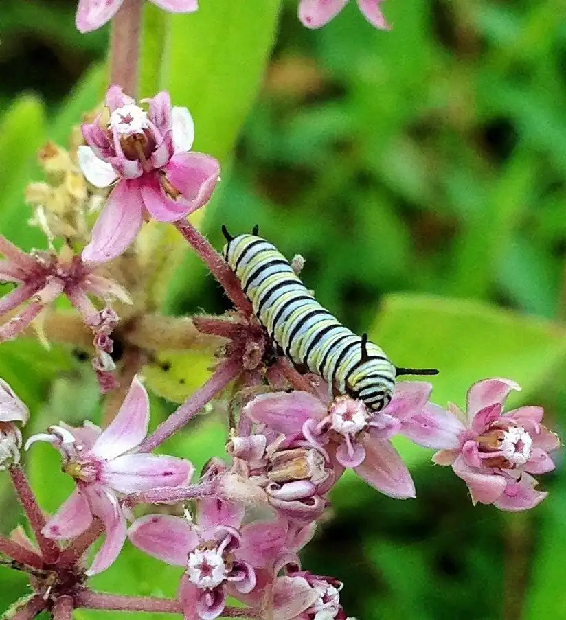 Foto de Asclepias incarnata subsp. pulchra - Flower with monarch caterpillar:kristym