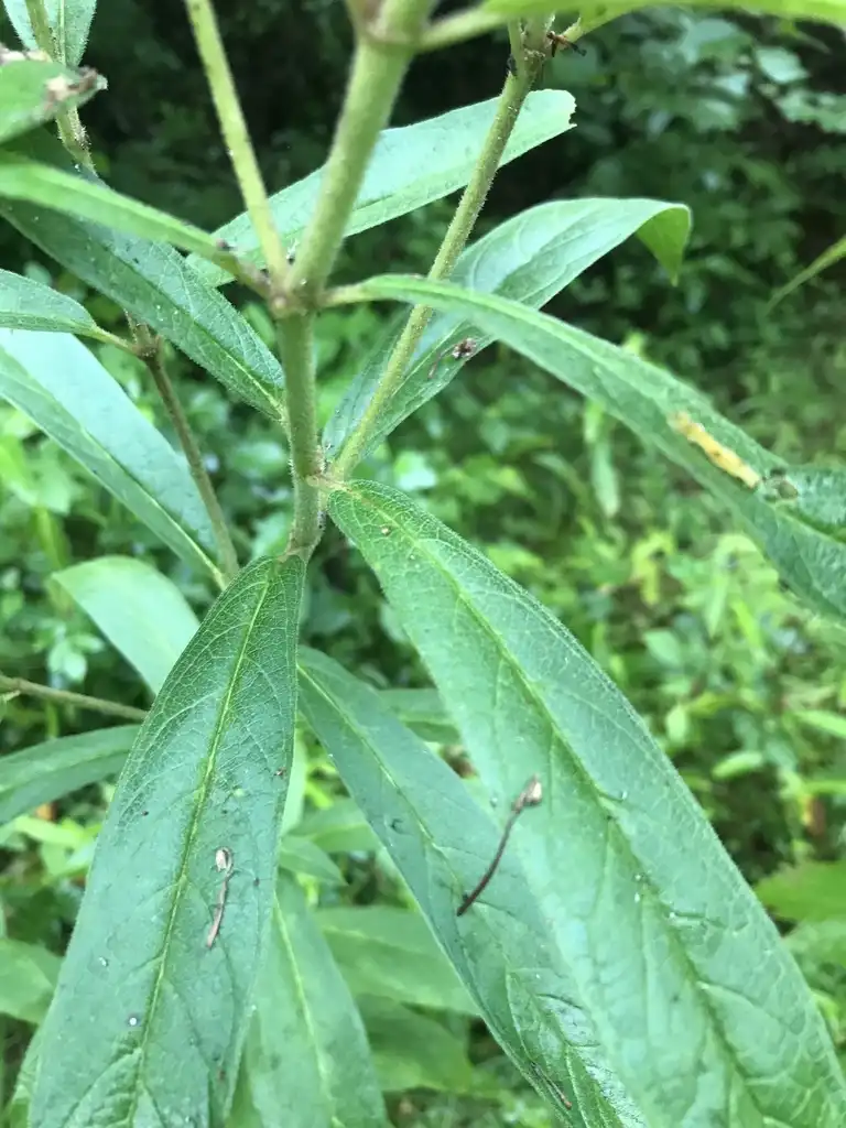 Foto de Asclepias incarnata subsp. pulchra - Leaves:dukeforest