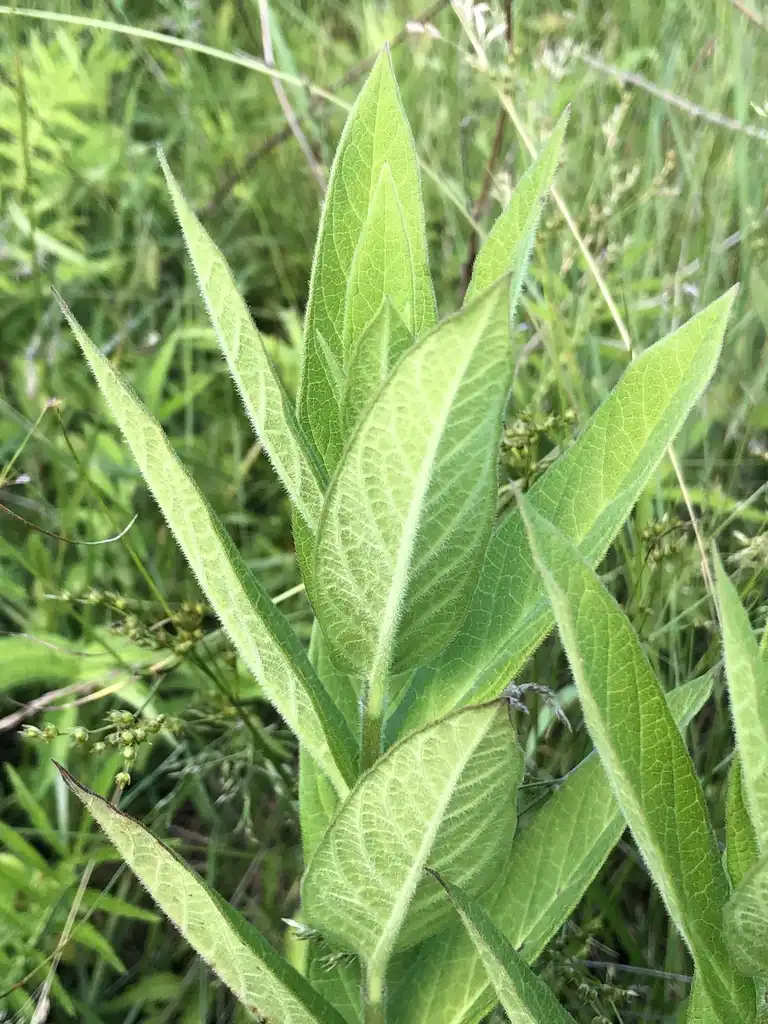 Foto de Asclepias incarnata subsp. pulchra - Underside of leaf:milkweedhunter