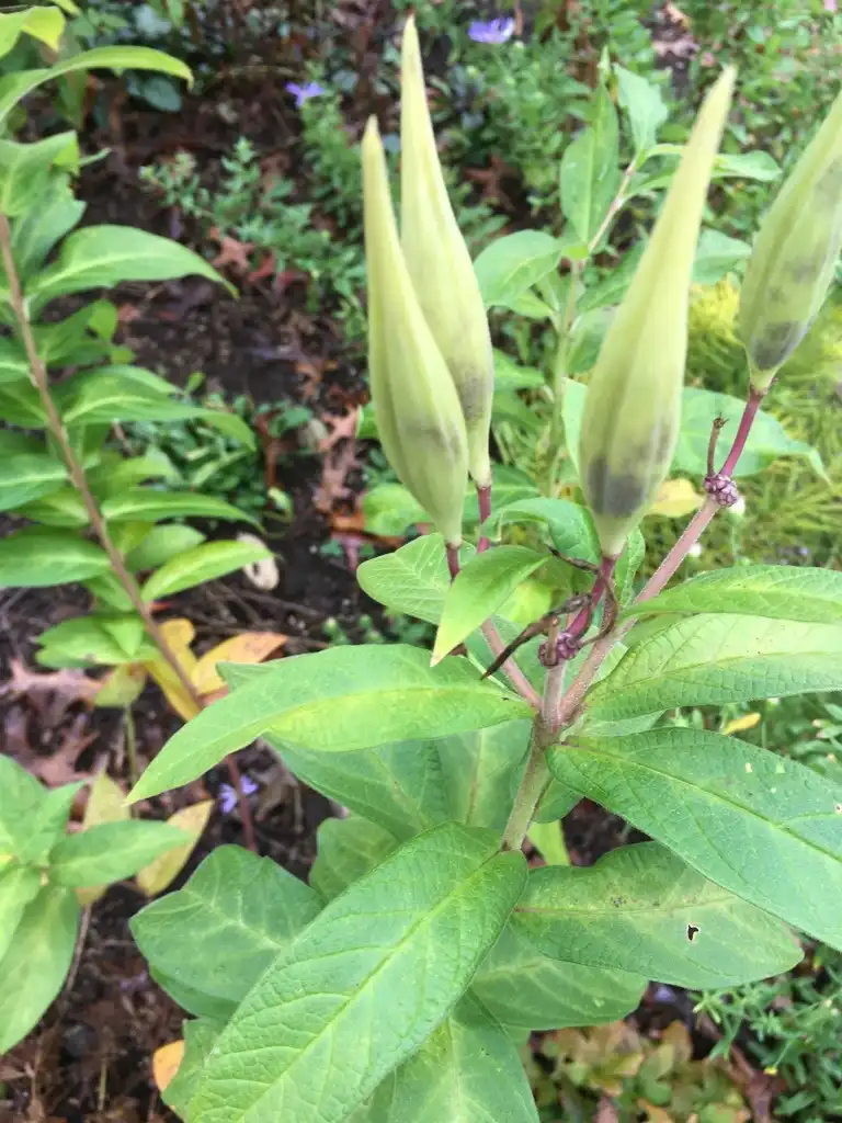 Foto de Asclepias incarnata subsp. pulchra - Fruit:suzandhertribe