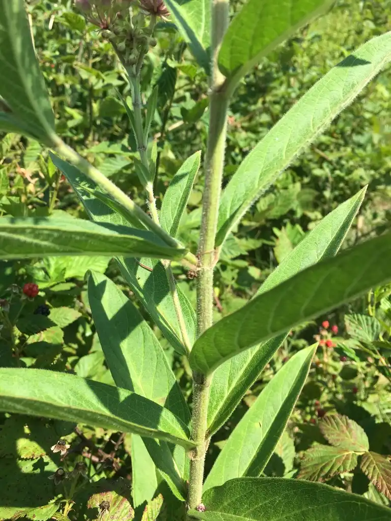 Foto de Asclepias incarnata subsp. pulchra - Stem:Nelson