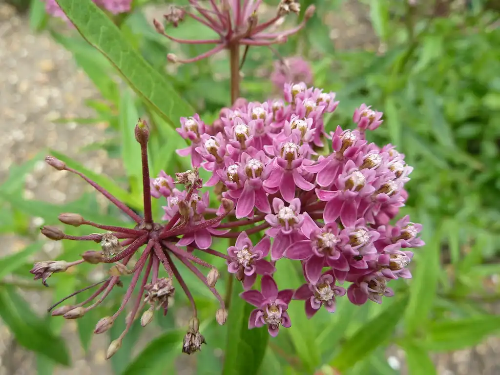 Foto de Asclepias incarnata (Asclepias incarnatas)