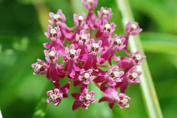 Foto de Asclepias incarnata (Asclepias incarnatas)