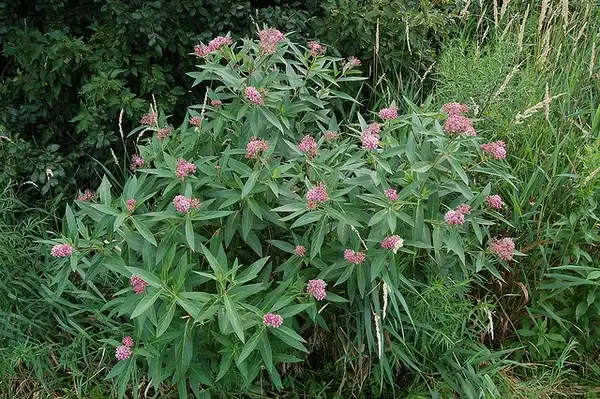 Foto de Asclepias incarnata - Form:myiarchus22