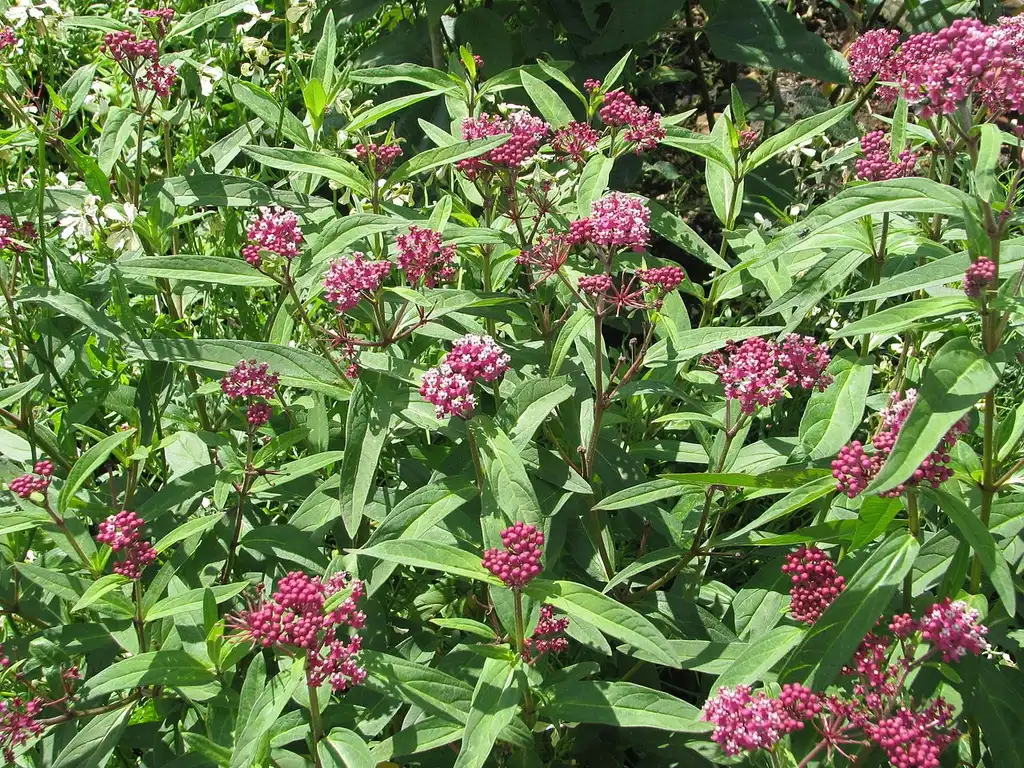 Foto de Asclepias incarnata - Flowers, buds, leaves:peganum