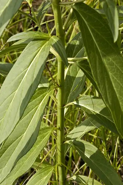 Foto de Asclepias incarnata - Stems and leaves:Frank Mayfield