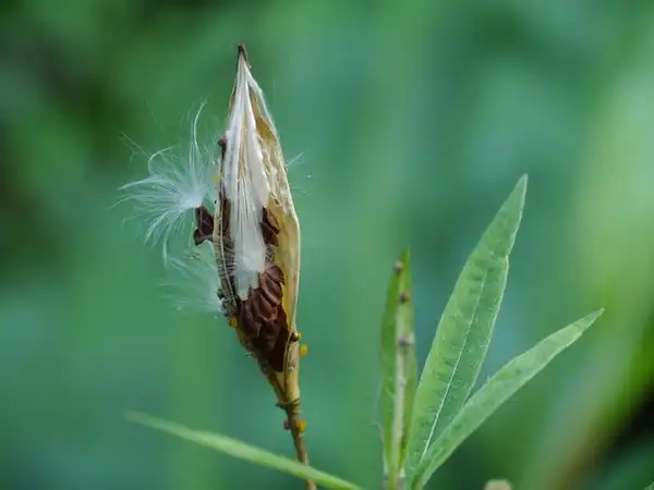 Foto de Asclepias incarnata - Fruit:Eleanor
