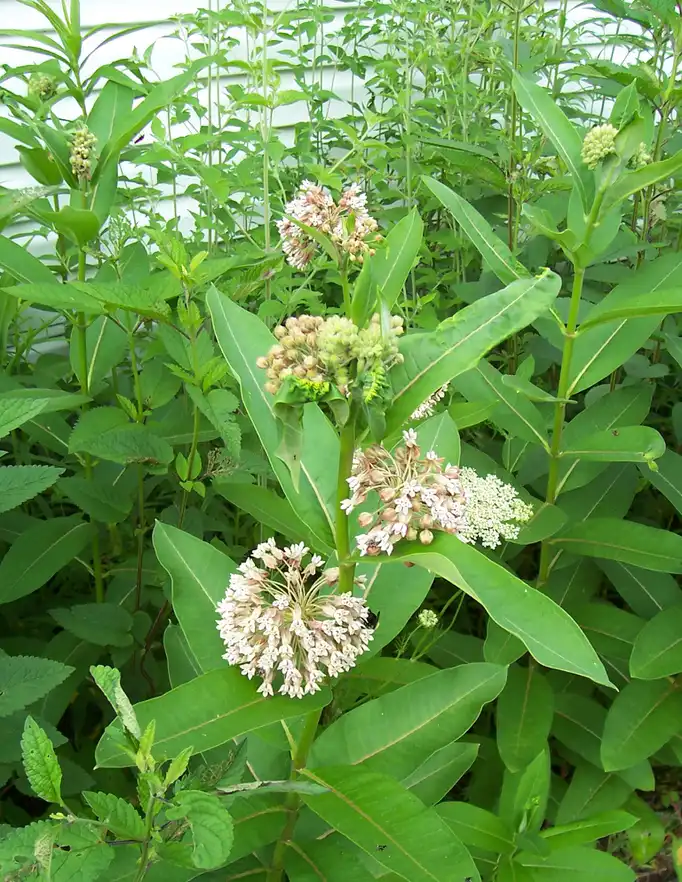 Foto de Asclepias incarnata - bloom, early summer, McDowell County, NC:Eva Munday