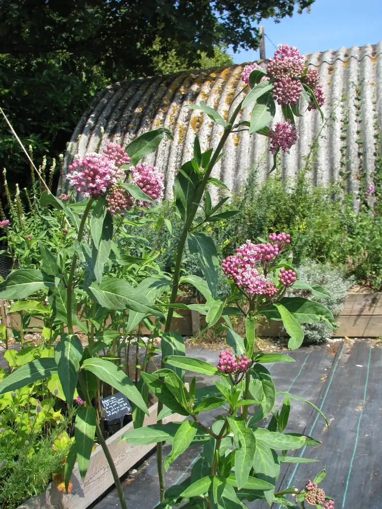 Foto de Asclepias incarnata - Form:peganum