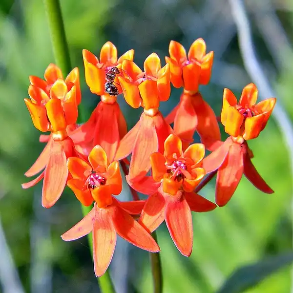 Photo of Asclepias lanceolata (Asclepias lanceolatas)