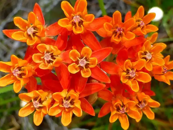 Photo of Asclepias lanceolata (Asclepias lanceolatas)