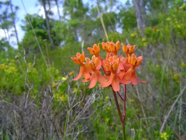 Photo of Asclepias lanceolata - Plant:RW
