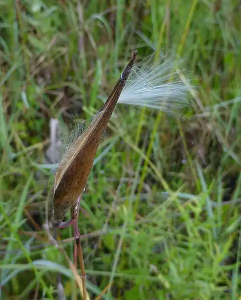 Photo of Asclepias lanceolata - Fruit:Eleanor