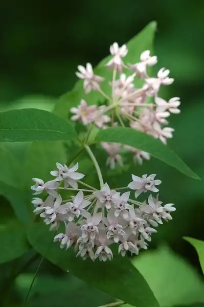 Photo of Asclepias quadrifolia (Asclepias quadrifolias)