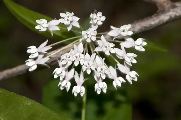 Photo of Asclepias quadrifolia (Asclepias quadrifolias)