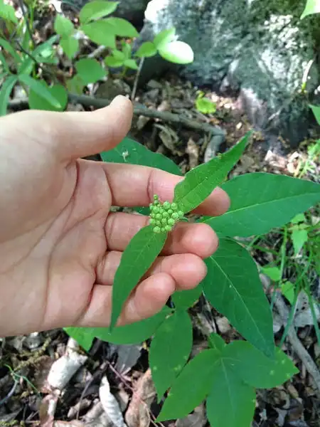 Photo of Asclepias quadrifolia - Asclepias quadrifolia:Fritz-Flohr-Reynolds
