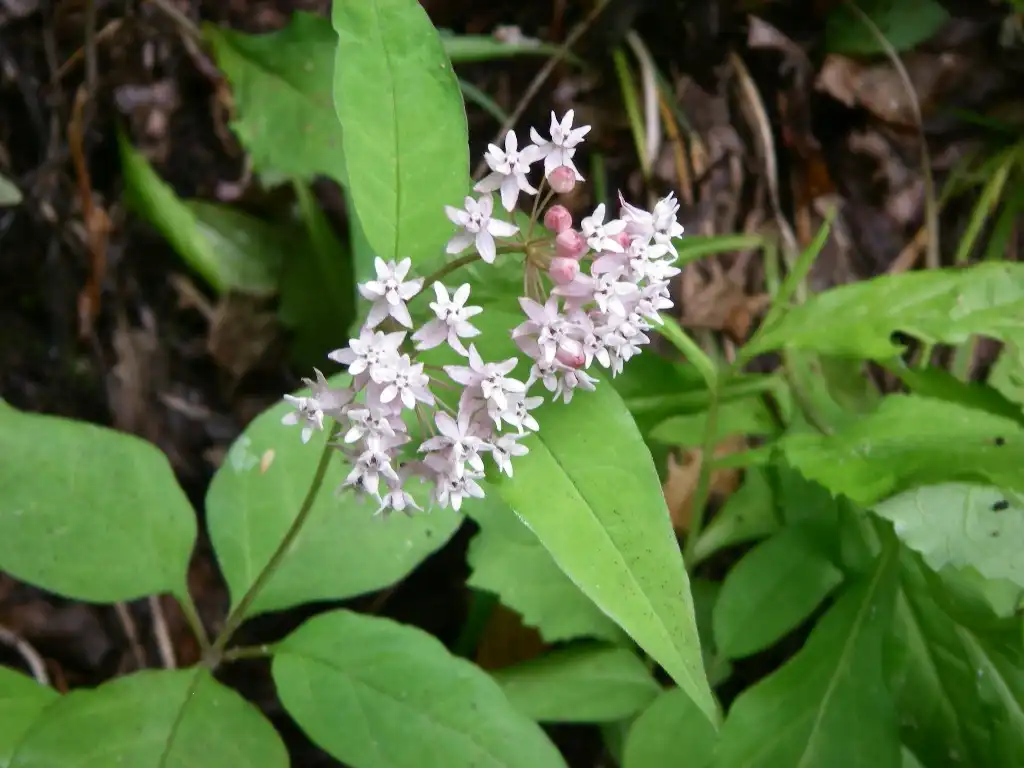 Photo of Asclepias quadrifolia - Inflorescence:Halpaugh from Wikimedia Commons