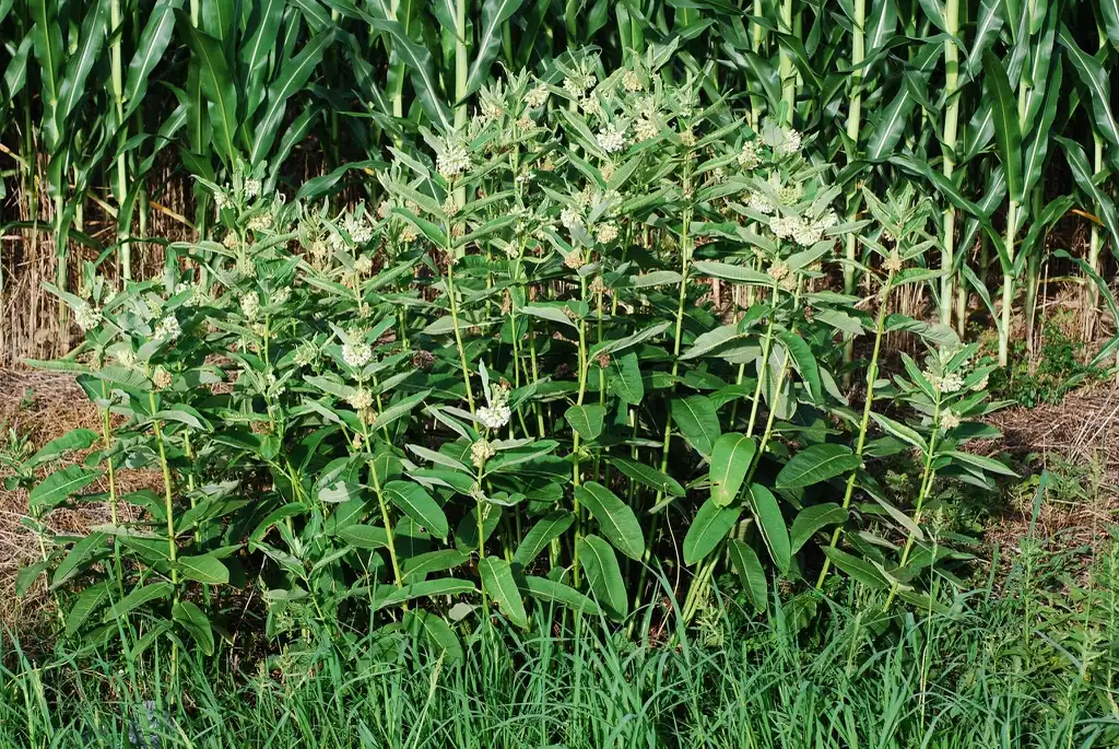 Фото Asclepias syriaca (Asclepias syriacas)