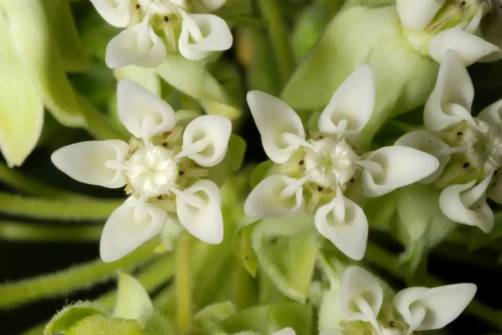 Фото Asclepias syriaca (Asclepias syriacas)