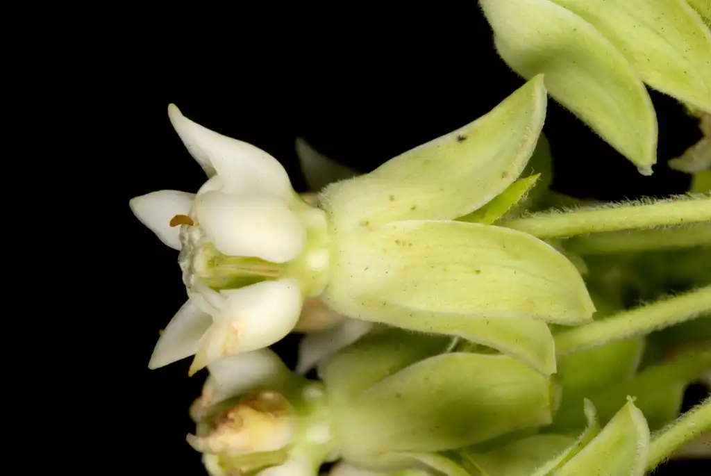 Фото Asclepias syriaca - Side view of flower (Guilford County, NC)-Mid Summer:Douglas Goldman, USDA
