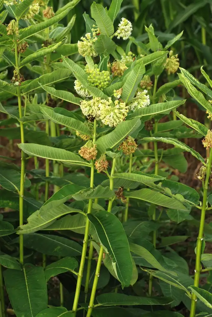 Фото Asclepias syriaca - Leaves and flower clusters (Guilford County, NC)-Mid Summer:Douglas Goldman, USDA