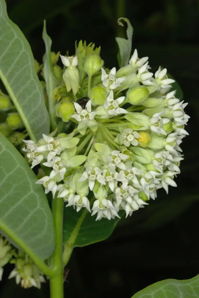 Фото Asclepias syriaca - Flower cluster (Guilford County, NC)-Mid Summer:Douglas Goldman, USDA