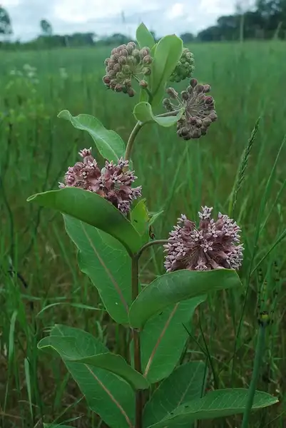 Фото Asclepias syriaca - Asclepias syriaca:Joshua Mayer