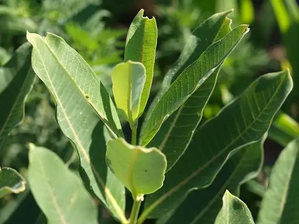Фото Asclepias syriaca - Leaves:F. D. Richards