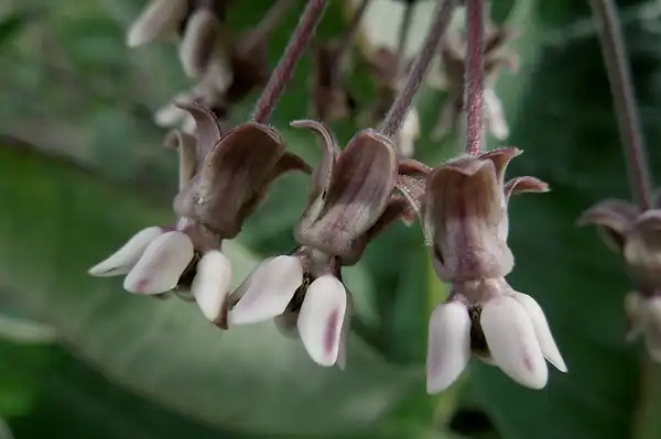 Фото Asclepias syriaca - Side of flower:Forest Eyes