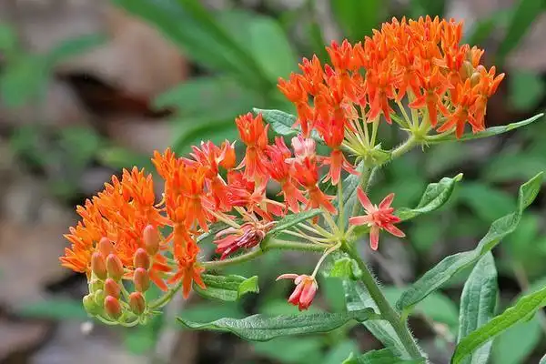 Photo of Asclepias tuberosa (Asclepias tuberosas)