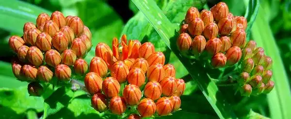 Photo of Asclepias tuberosa - flower buds:Martin LaBar