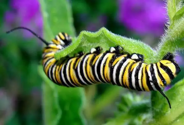 Photo of Asclepias tuberosa - monarch caterpillar:Martin LaBar