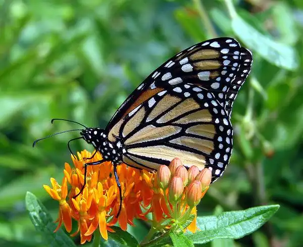 Photo of Asclepias tuberosa - monarch butterfly:Martin LaBar