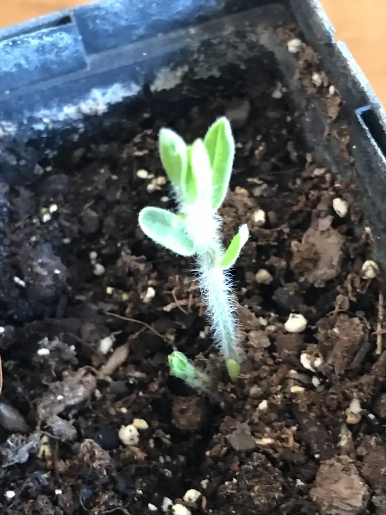 Photo of Asclepias tuberosa - Emerging growth:K. Andre