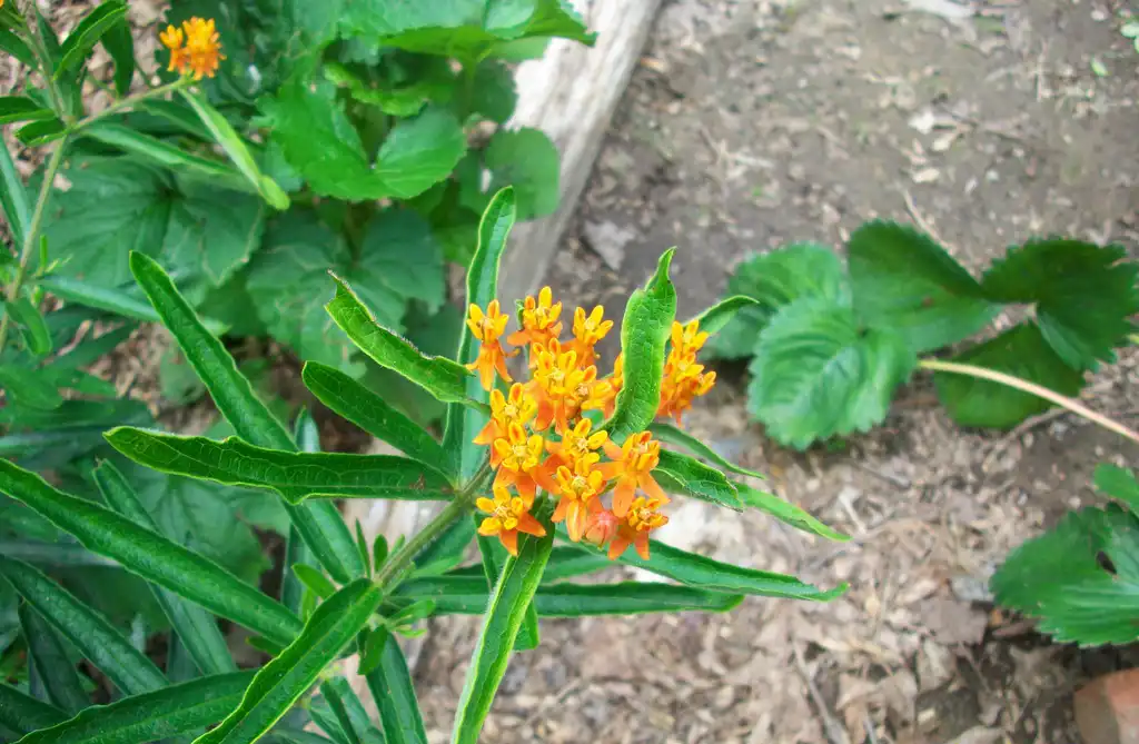 Photo of Asclepias tuberosa - bloom, early summer, Iredell County NC:Eva Munday