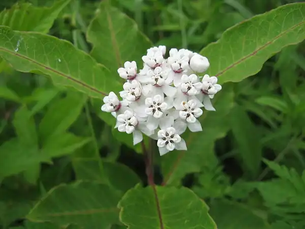 Фото Asclepias variegata (Asclepias variegatas)