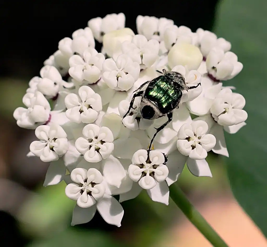 Фото Asclepias variegata - A scarab beetle on Asclepias variegata flowers.:James Leon Young