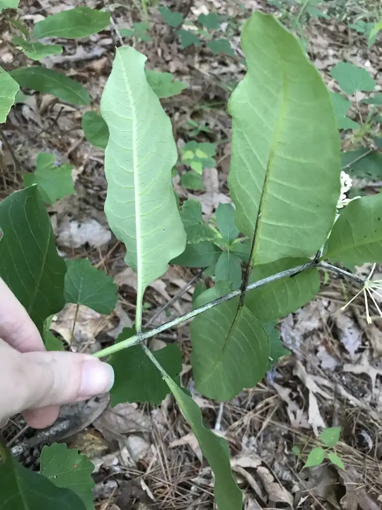 Фото Asclepias variegata - Underside of leaf:Eric Shows
