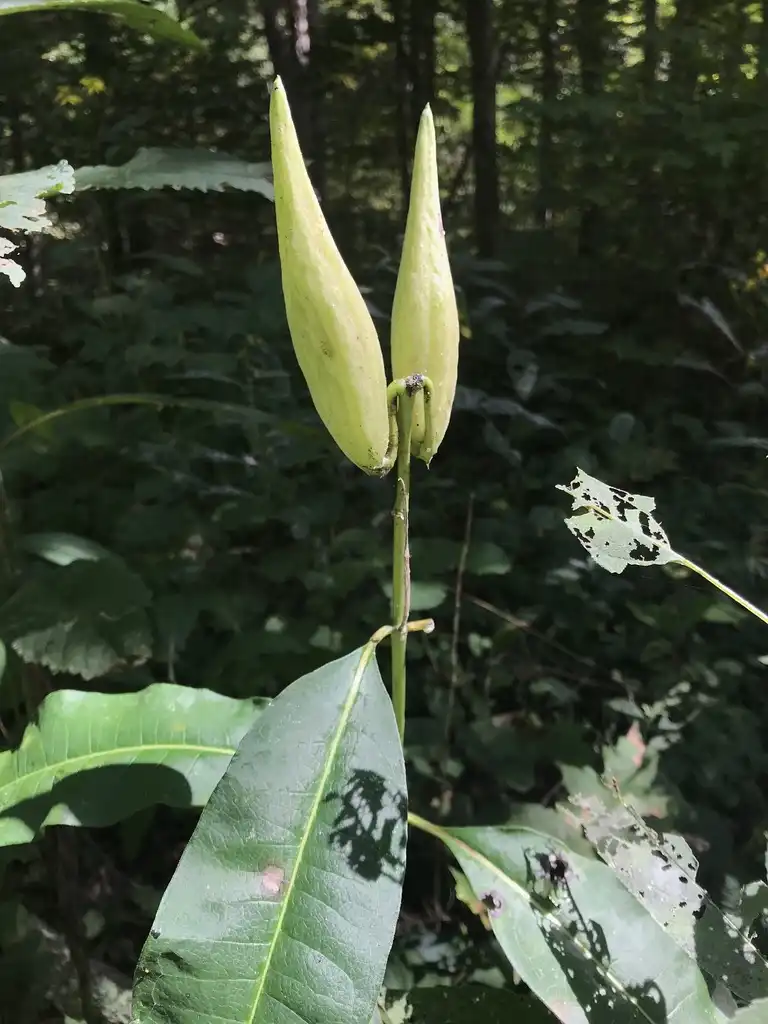 Фото Asclepias variegata - Fruit:cebalrai