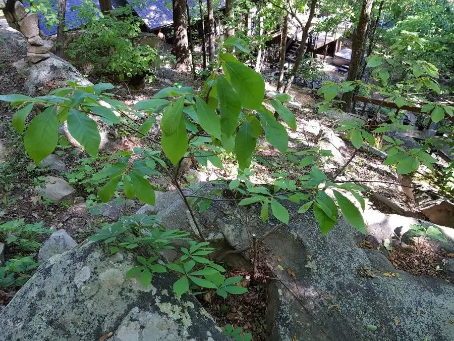 Фото Asimina parviflora (Asimina parvifloras)
