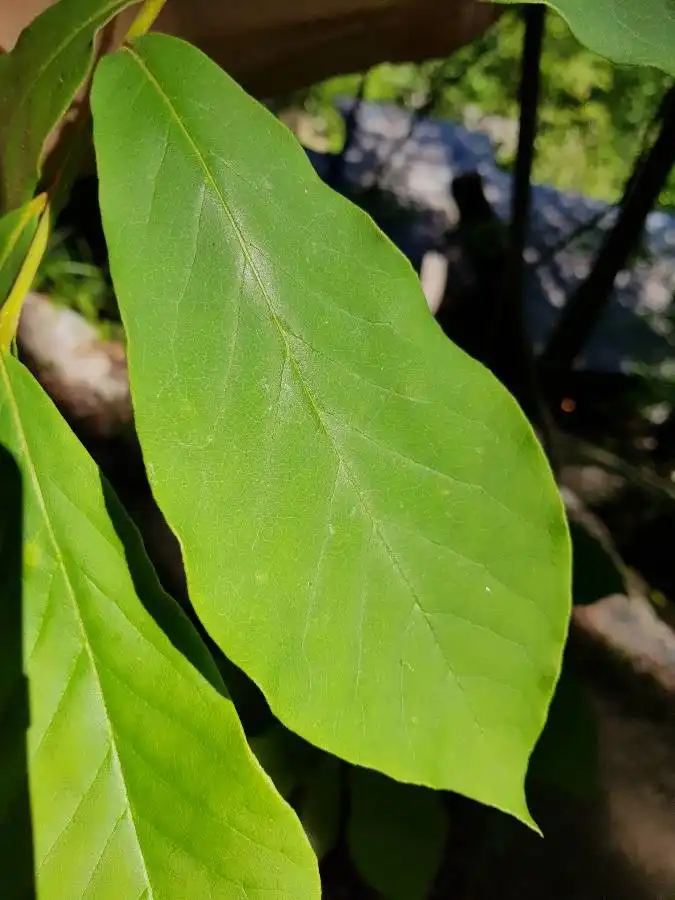 Фото Asimina parviflora - Leaf closeup:Brusewinter