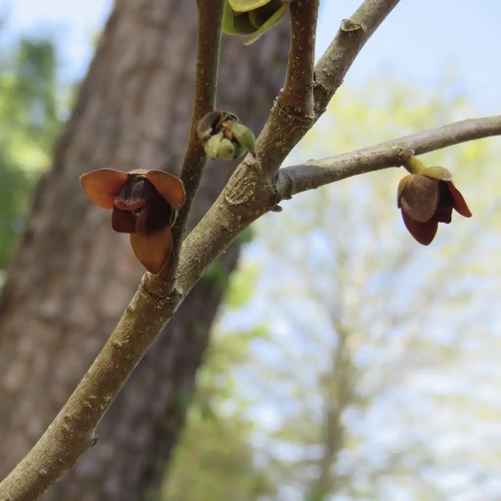 Фото Asimina parviflora - Stem:Laura Clark