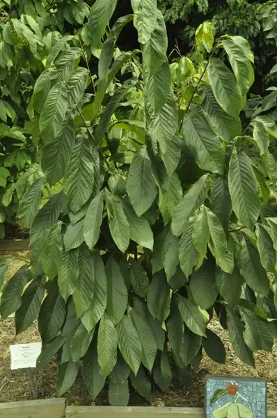 Foto de Asimina triloba 'NC-1' (Asimina triloba 'NC-1's)